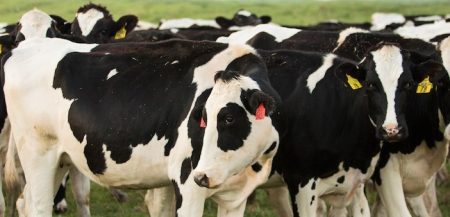 Dallas ISD lanza leche de larga duración con Tetra Pak y Dairy Max